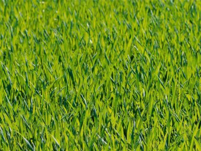 Basingstoke landscaping ideas