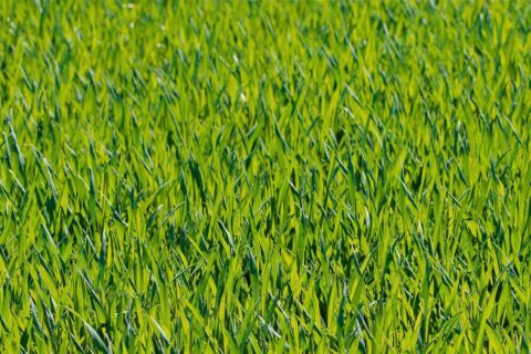 Basingstoke  Artificial Grass Installation
